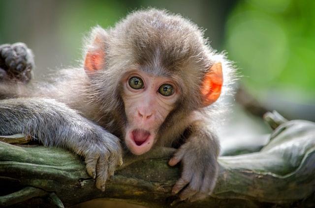 Video Of Child Playing With Wild Monkeys Goes Viral Video Of Child Playing With Wild Monkeys Goes Viral