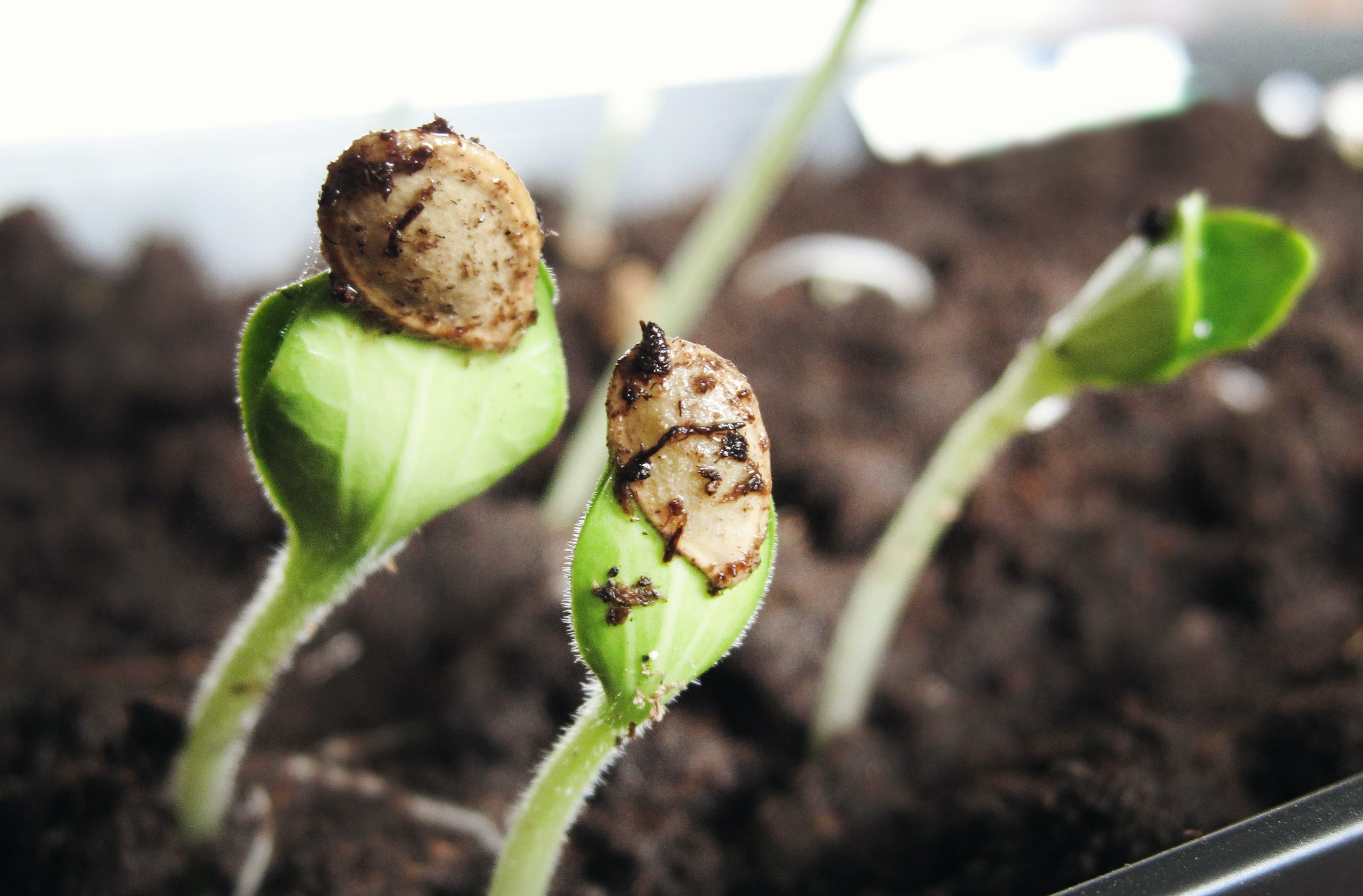 Seeds 