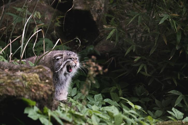 Elusive Wildcat Found To Be Living On Mount Everest