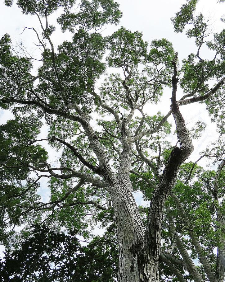 mahogany tree