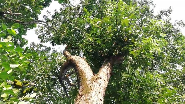 mahogany tree