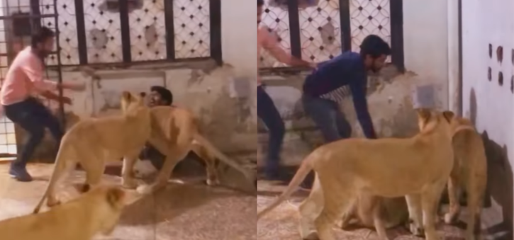 Man attacked by lioness 