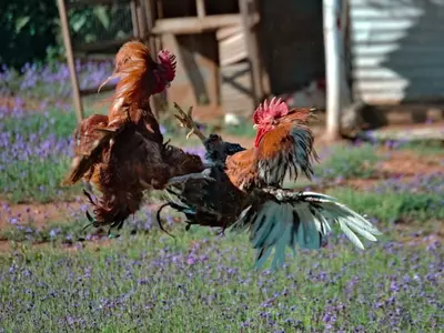 Two Men Get Killed During Rooster Fight