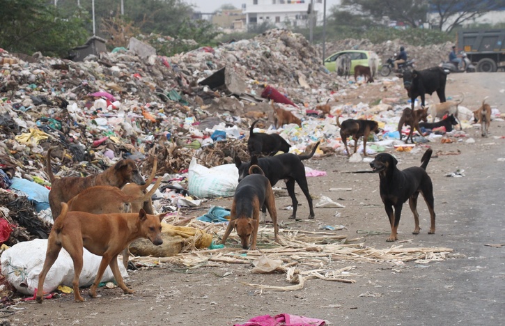 Stray Dog Attacks 70 People In Bihar