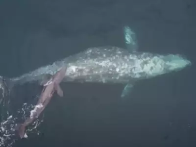Whale Gives Birth To Calf In Front Of Tourists
