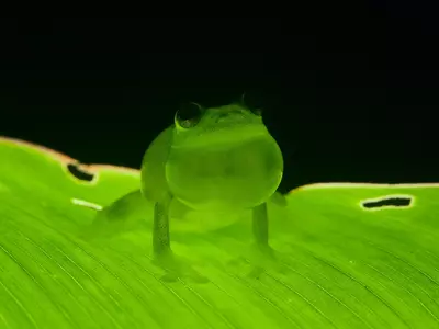 Scientists Finally Know How Glass Frogs Become Completely Transparent