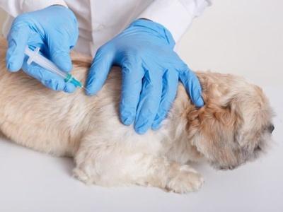 Prevention of 2024 canine parvovirus