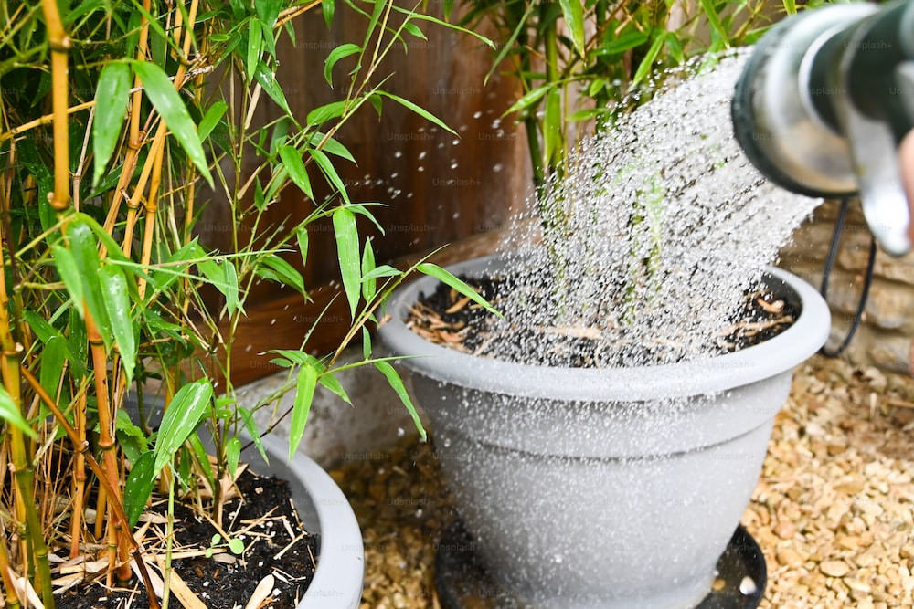 Benefits Of Bottom Watering Enhancing Plant Health And Growth