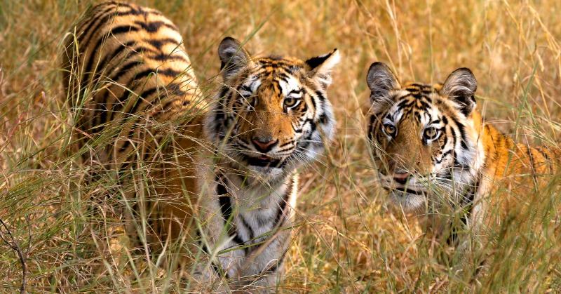 Global Tiger Day: India Faces Challenge Of Providing Habitats To Big Cats Saved From Extinction