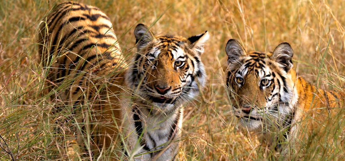 Global Tiger Day 2023: India Saved Its Tigers From Extinction, Now