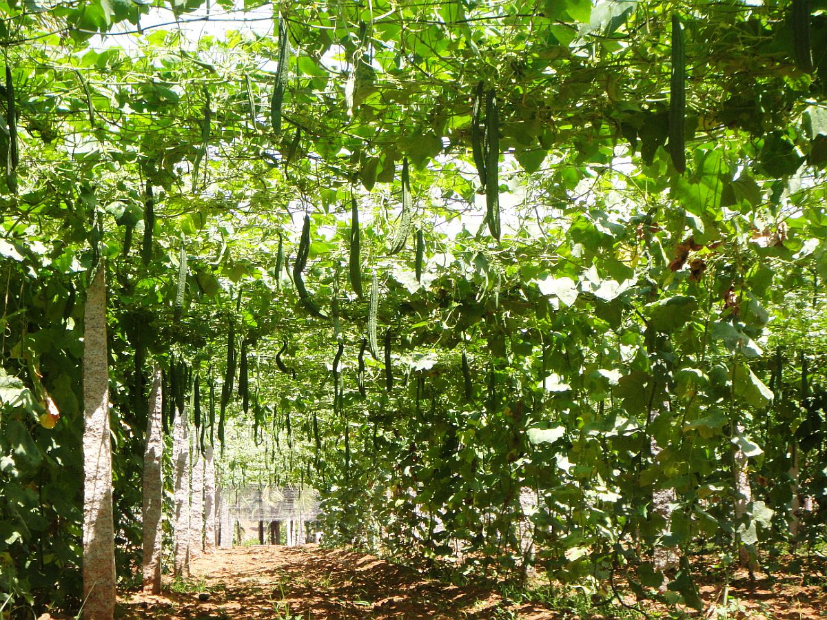Modern Farming Techniques And No Chemicals How This Man Built A