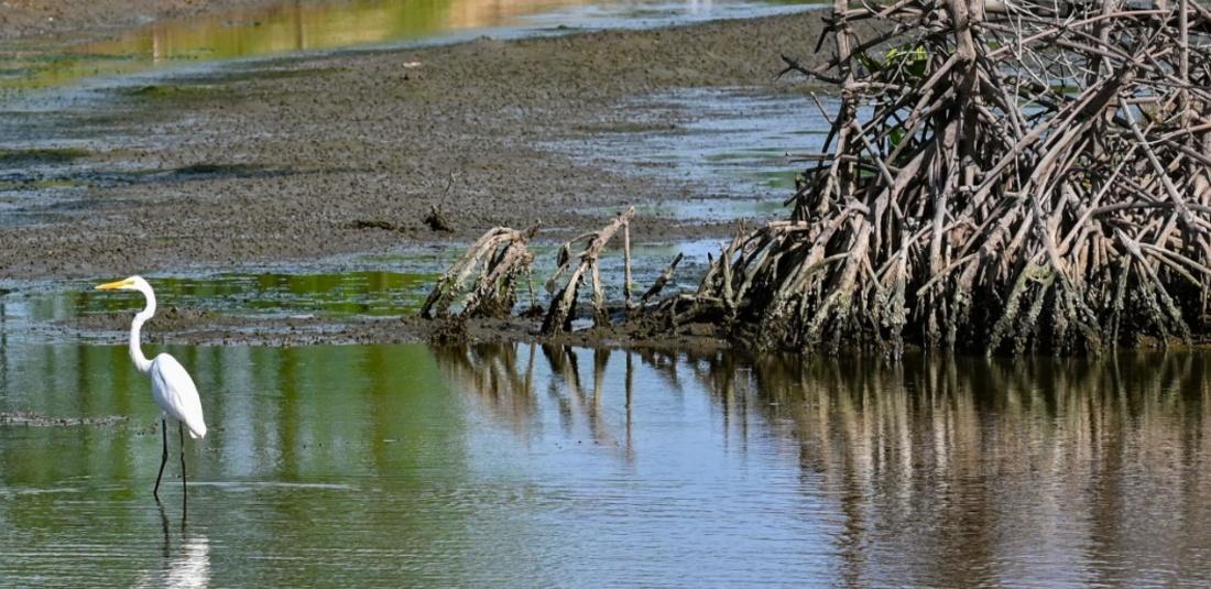 India Mangroves