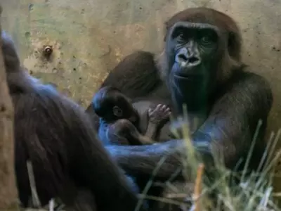 A Male Gorilla Gives Birth To A Girl