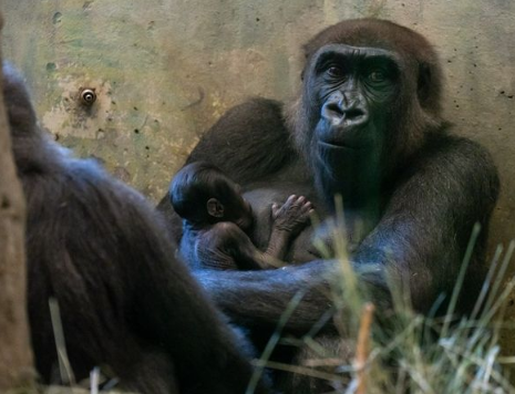 A male gorilla gives birth to a girl