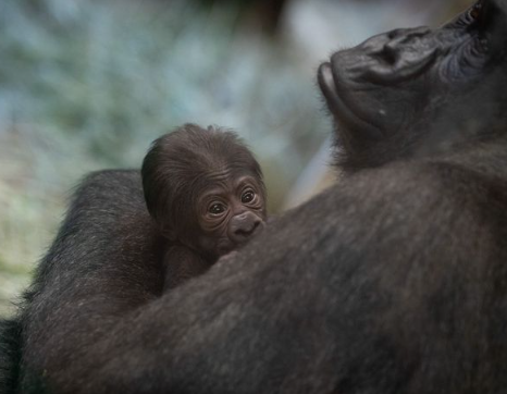 A male gorilla gives birth to a girl