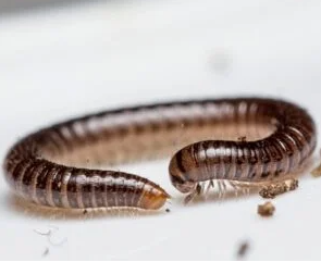 New Type Of Millipede Crawling Under LA, Blind, Glassy, And 486 Legs 