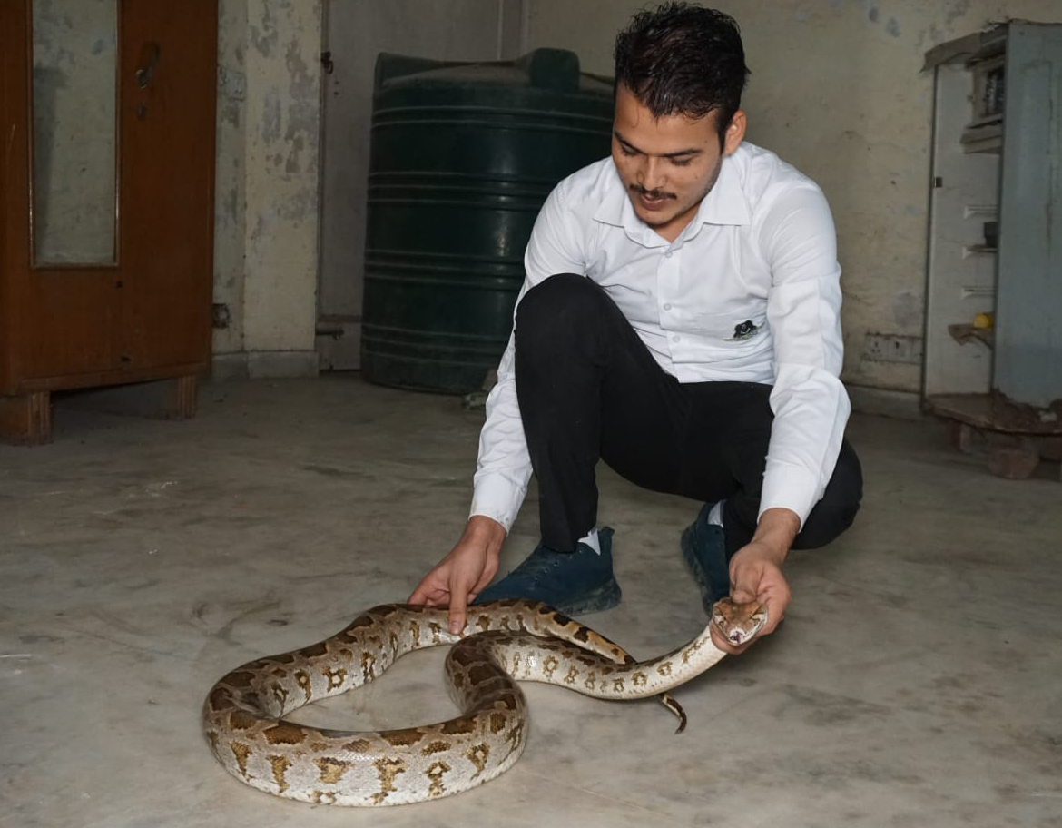 6-Foot-Long Python, Cobra Among Snakes Rescued From Delhi After Heavy Rains