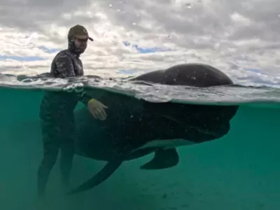 After Rescue Efforts Fail In Australia, Whales Beached On The Shore Are Euthanized