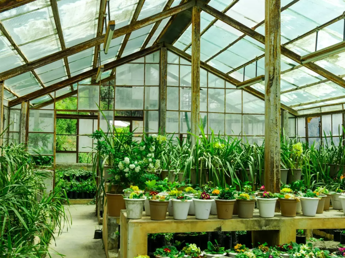 Greenhouse Gardening Greenhouse Gardening