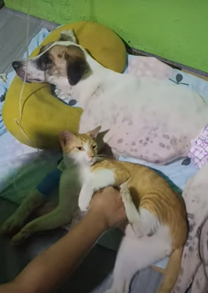 Cat refuses to leave sick dog's side