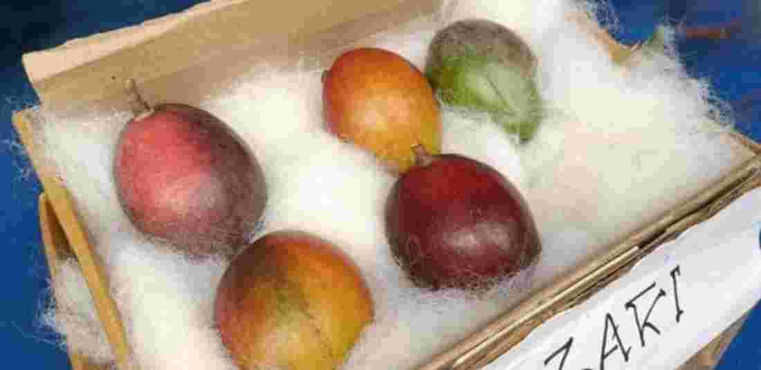 World's Most Expensive Mango : This Ruby Red-Coloured Miyazaki Mango Is ...