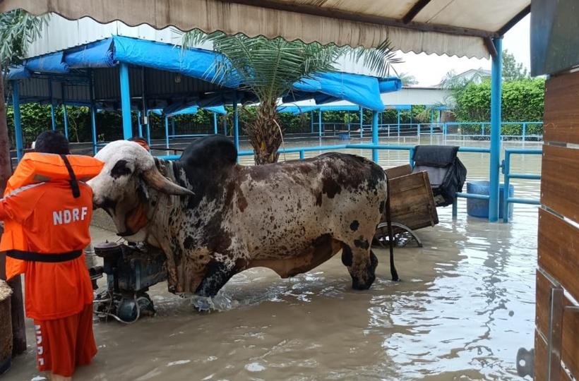 Pritam, India's Most Expensive Bull, Worth Rs 1 Crore Rescued By NDRF From  Flood In Noida