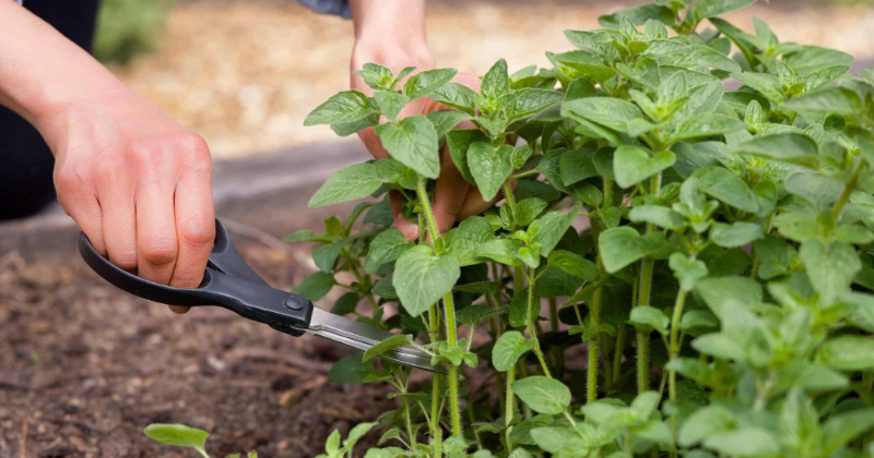 Quick Guide To Growing And Harvesting Oregano At Home