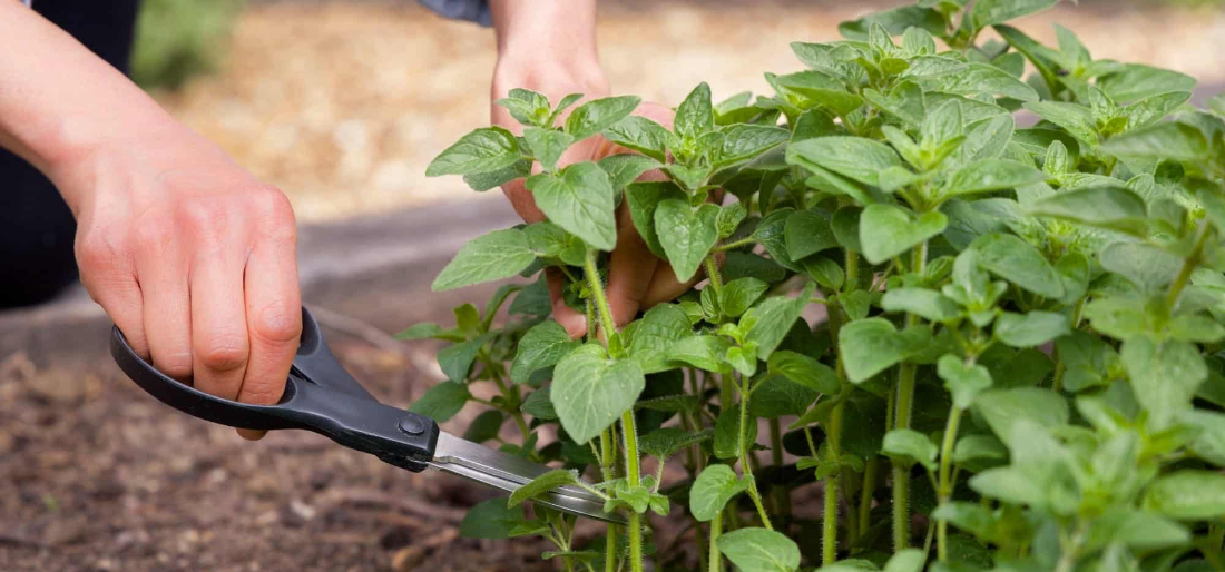 Quick Guide To Growing And Harvesting Oregano At Home   F 64ac0030b0c78 