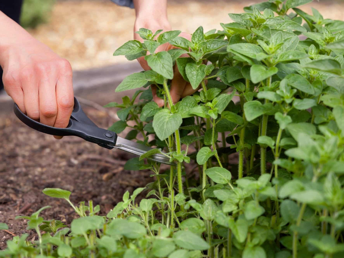 Quick Guide To Growing And Harvesting Oregano At Home
