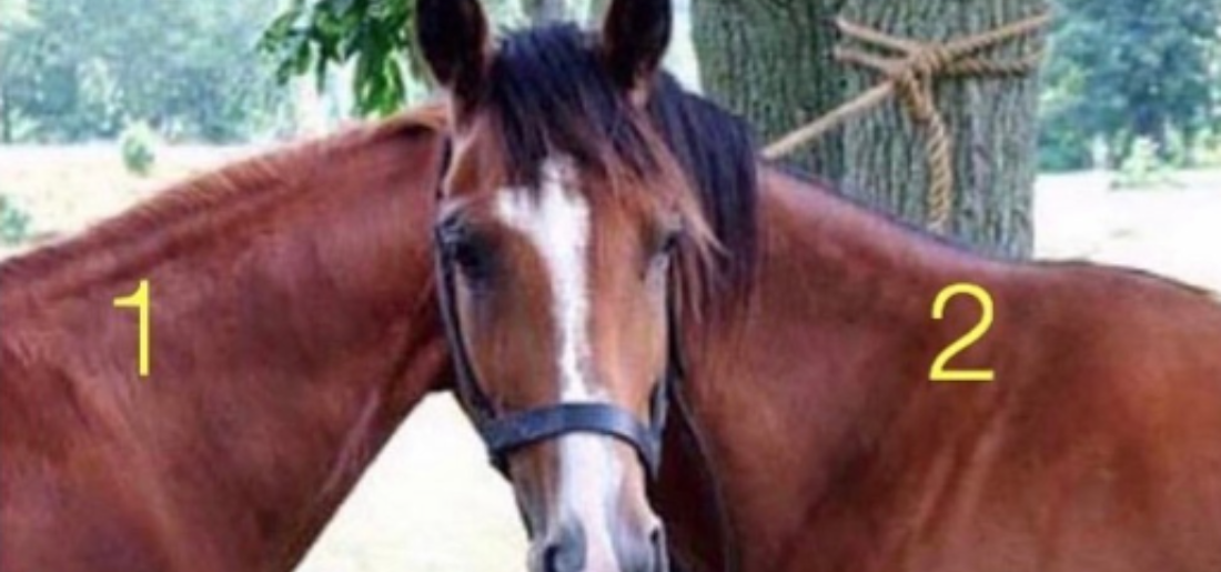 Optical Illusion Which Head Belongs To Which Horse?