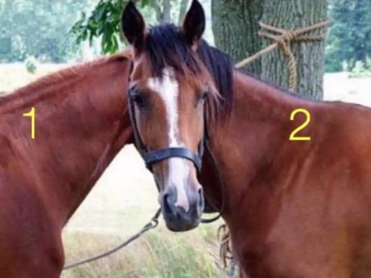 Get Full Marks If You Know The Horse This Head Belongs To In This Optical Illusion