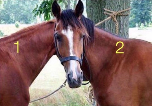 Get full score if you know the horse this head belongs to in this optical illusion