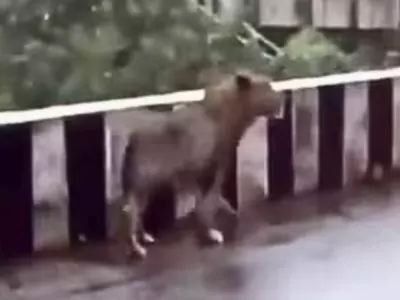 Lion Walking On A Busy Road