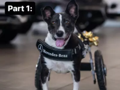 Mercedes-Benz Wheelchair For Rescue Dog With Special Needs