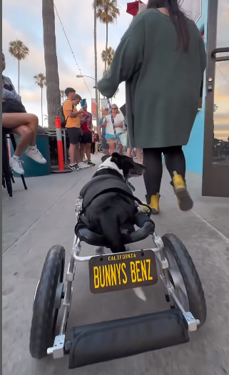 Mercedes-Benz wheelchair for rescue dogs with special needs