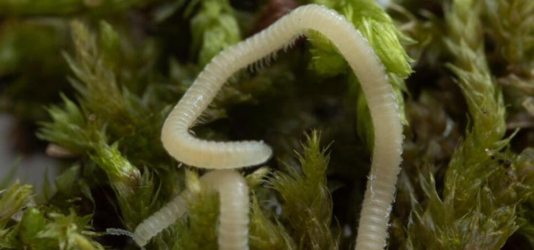 New Type Of Millipede Crawling Under LA, Blind, Glassy, And 486 Legs New Type Of Millipede Crawling Under LA, Blind, Glassy, And 486 Legs