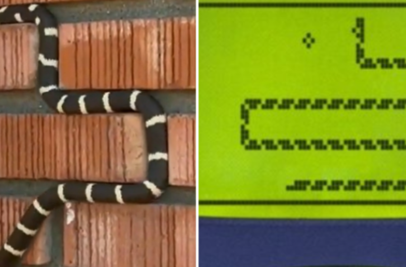 This Real-Life Snake Will Remind You Of Snake Game In Nokia 3310