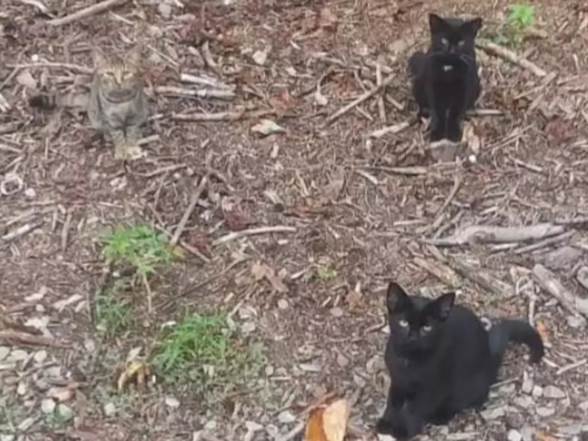 Optical Illusion Find The 4th Cat Optical Illusion Find The 4th Cat