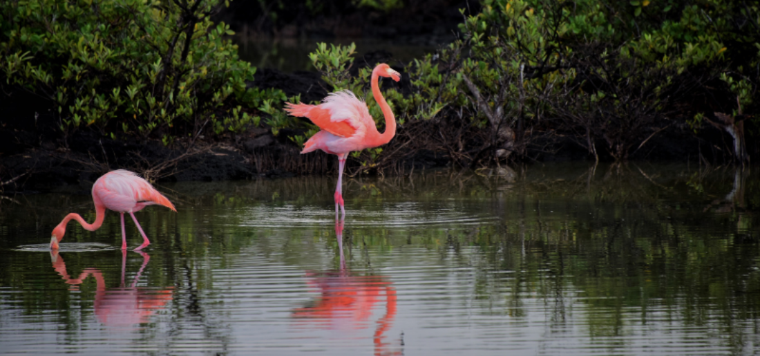 The Hidden Meaning Behind Pink Flamingos At Campervan Parks