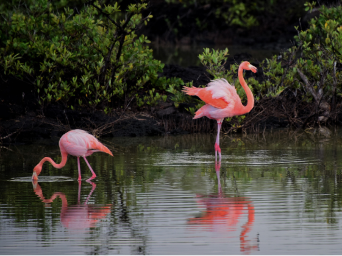 The Hidden Meaning Behind Pink Flamingos At Campervan Parks image