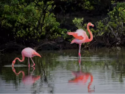 Pink Flamingos At Campervan Parks Have A Hidden Meaning Travelers Discover