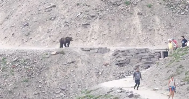 Brave grizzly bears in Glacier National Park approach hikers