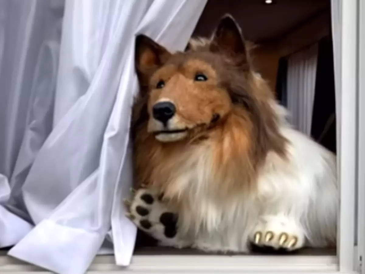 The Japanese Man Who Bought The ?12,000 Dog Costume Finally Goes Outside