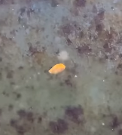Thousands Root For Ugly Goldfish