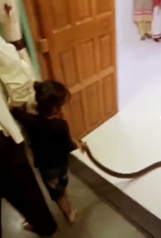 Boy drags snake home in viral video 
