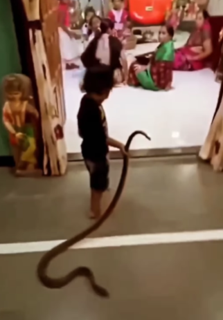 Boy casually drags snake home 