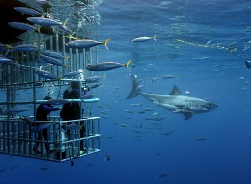 What Is Causing The Increase In Human Encounters With Sharks In The United State