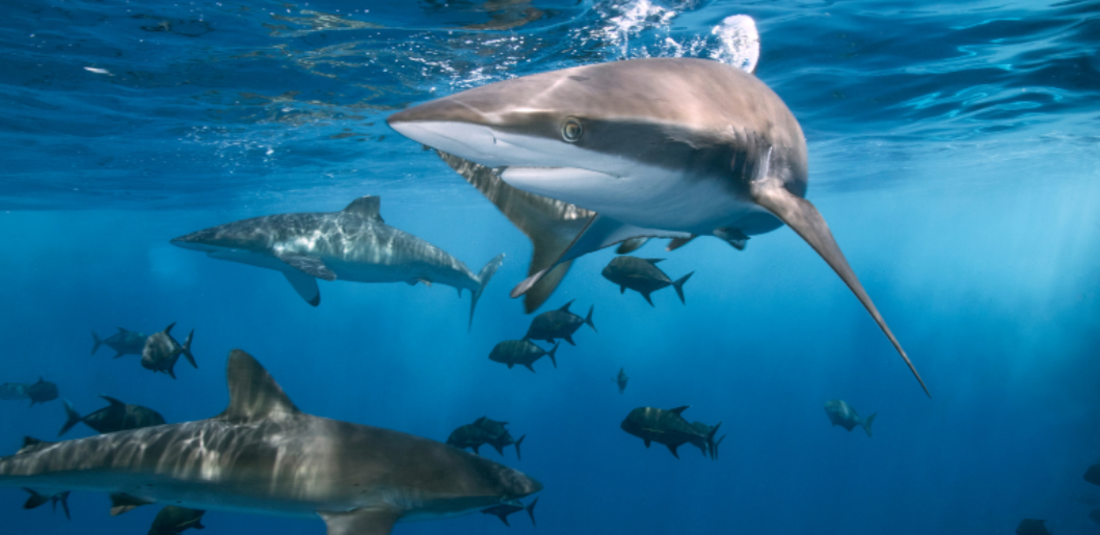 What Is Causing The Increase In Human Encounters With 'Sharks' In The United States?