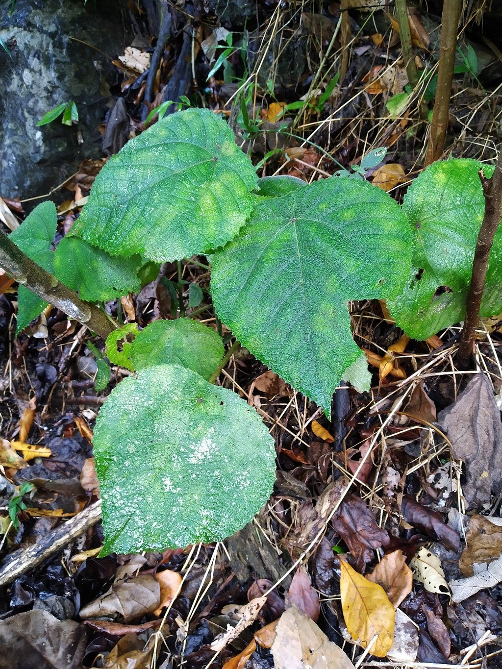 Gympie, the world's most dangerous plant, now in the UK