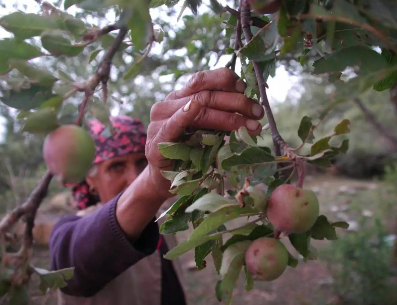 himachal pradesh farmers throw apple in water viral video